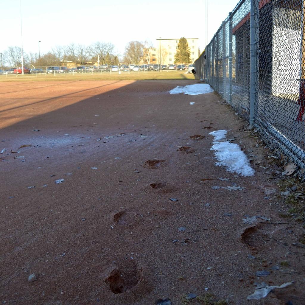 Tuesday UW-Platteville Softball Complex field is too wet to play on, but the team hopes to be able to play their home opener today against Clarke.