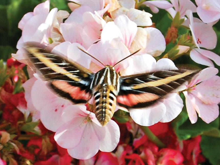 A White-Lined Sphinx Moth was spotted Sept. 14 near the gazebo by Pioneer Stadium.