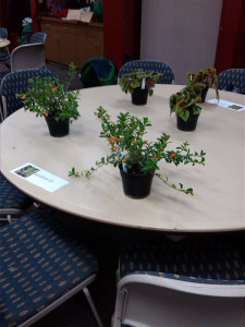 Horticulture Club members sell plants to offset costs for conventions. The plants sold anywhere from $2-5.
