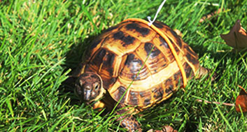 Russian tortoise Dandelion roams around Memorial Park with a balloon tied to his shell.