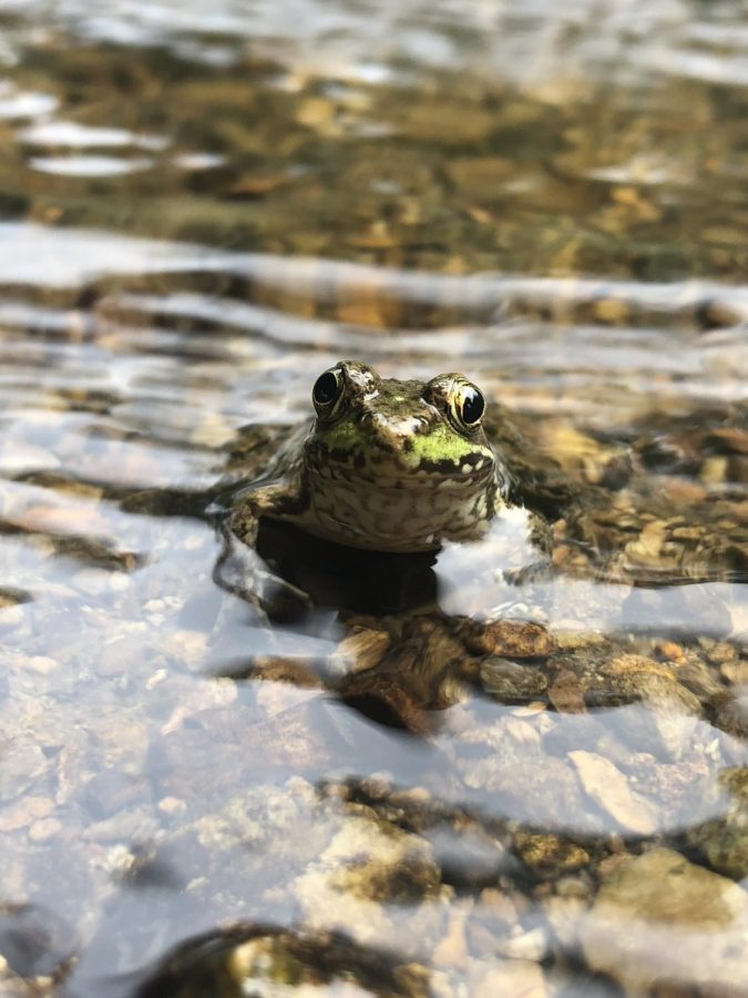 Local frog in a good mood