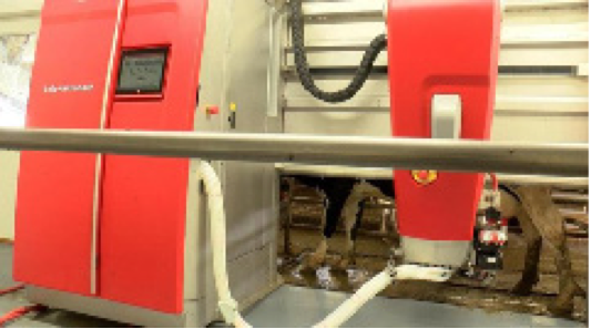 A cow is being milked in the new Lely double Astronaut A5 robotic milkers at Pioneer Farm. 
Pioneer Farm image