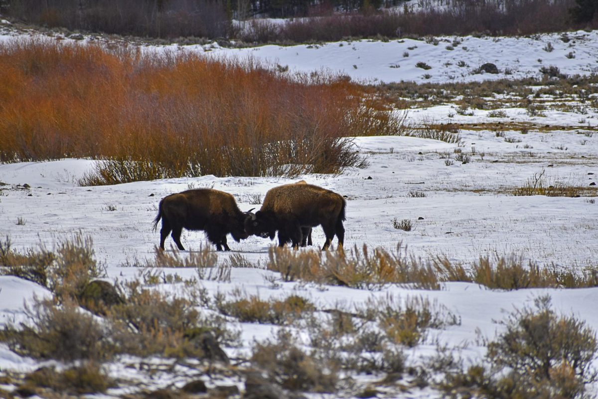 Bison Fight in Yosemite National Park