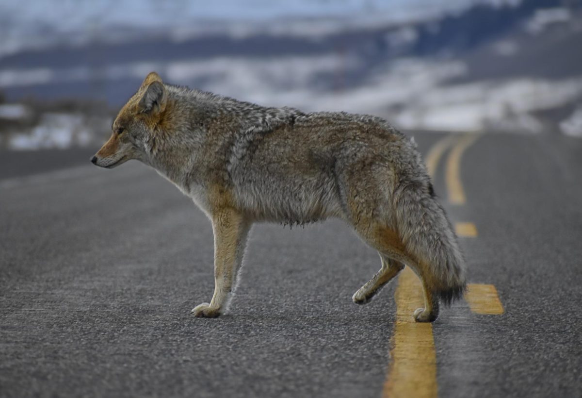 Lone Coyote in Yellowstone National Park