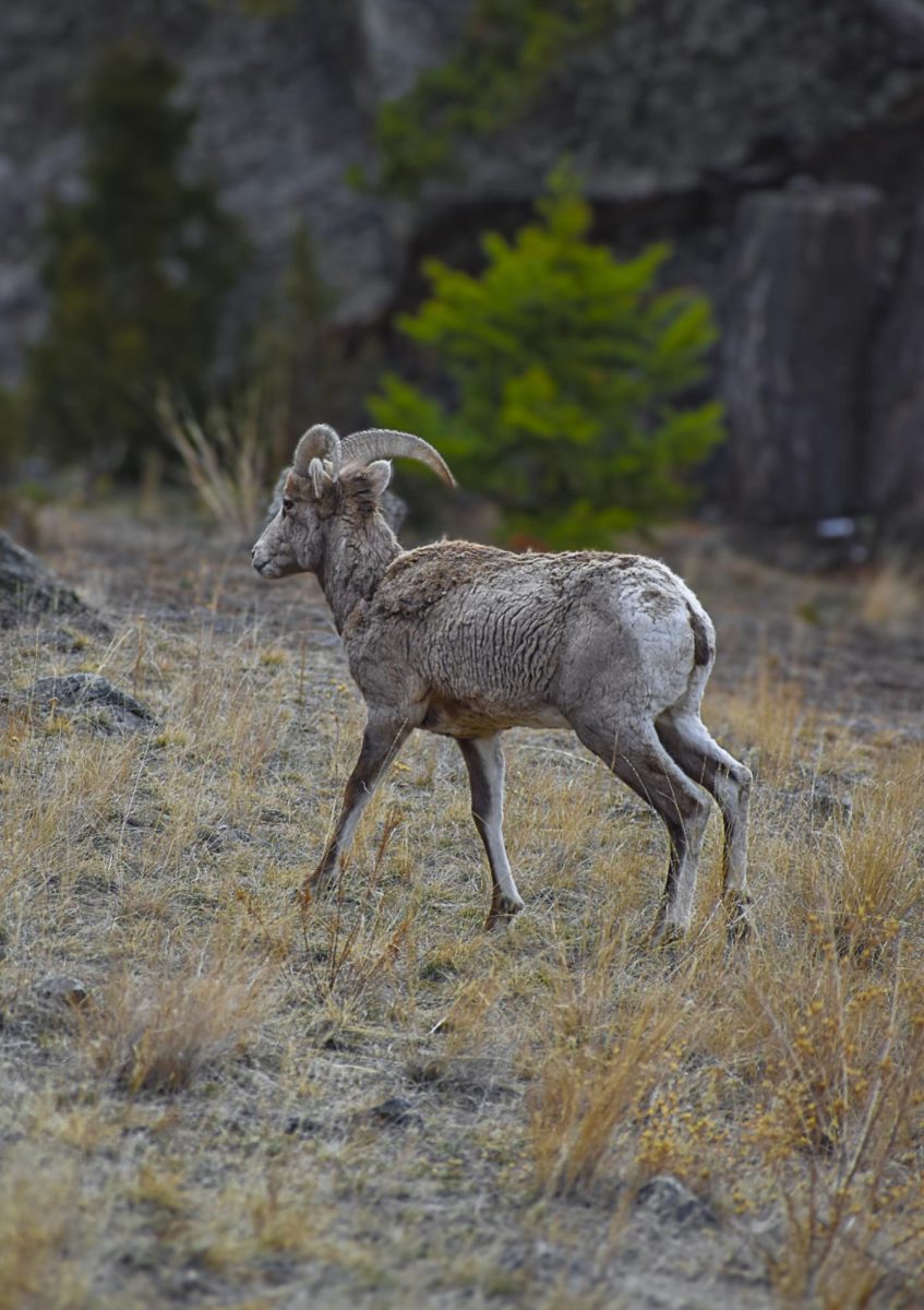 Rare Bighorn sheep sighting in Rocky Mountain National Park