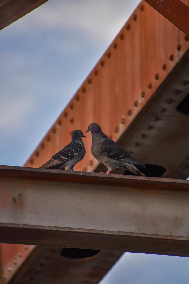 Pigeons from St. Louis, MO