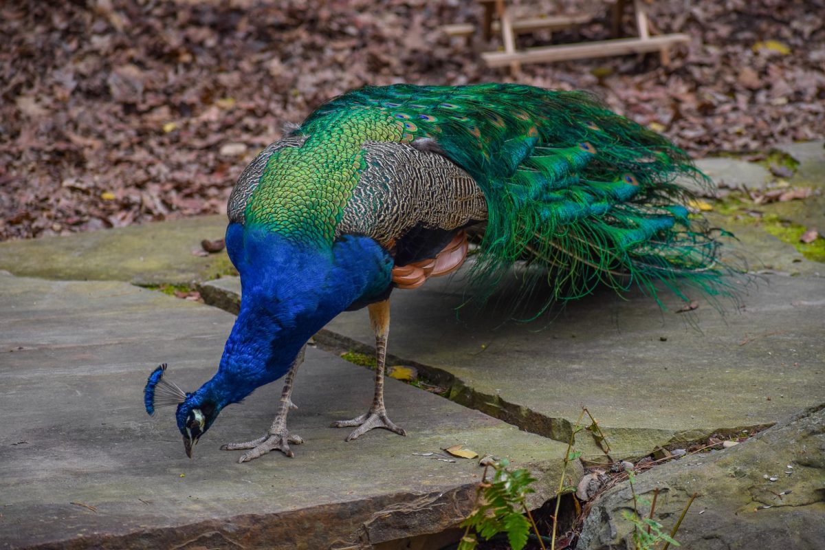 Peacock from Garvan Woodland Gardens, Hot Springs, AR