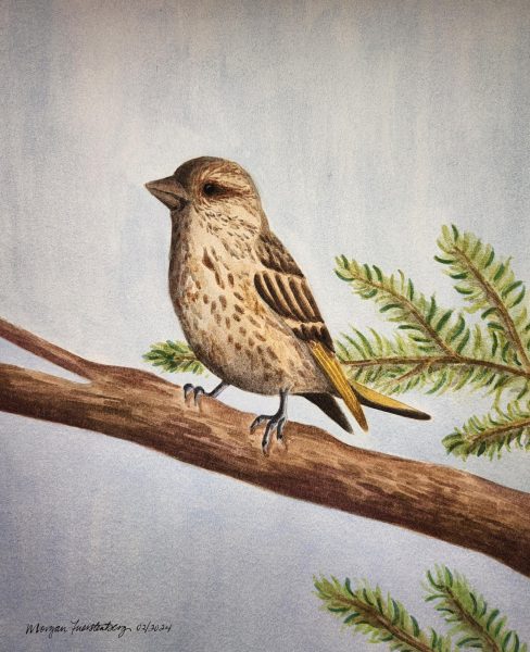 Medium: Watercolor 
Description: Finch on pine branch in winter.
Year: 2024