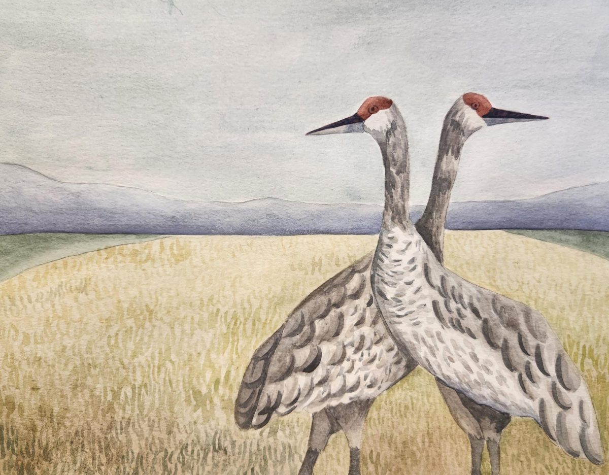 Medium: Watercolor
Description: Two sandhill cranes in a field.
Year: 2024