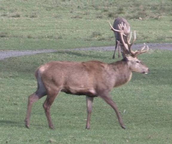 Massive Deer Poaching Operation Discovered