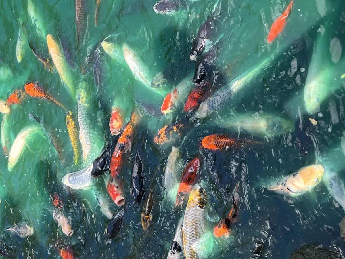 Koi in their pond