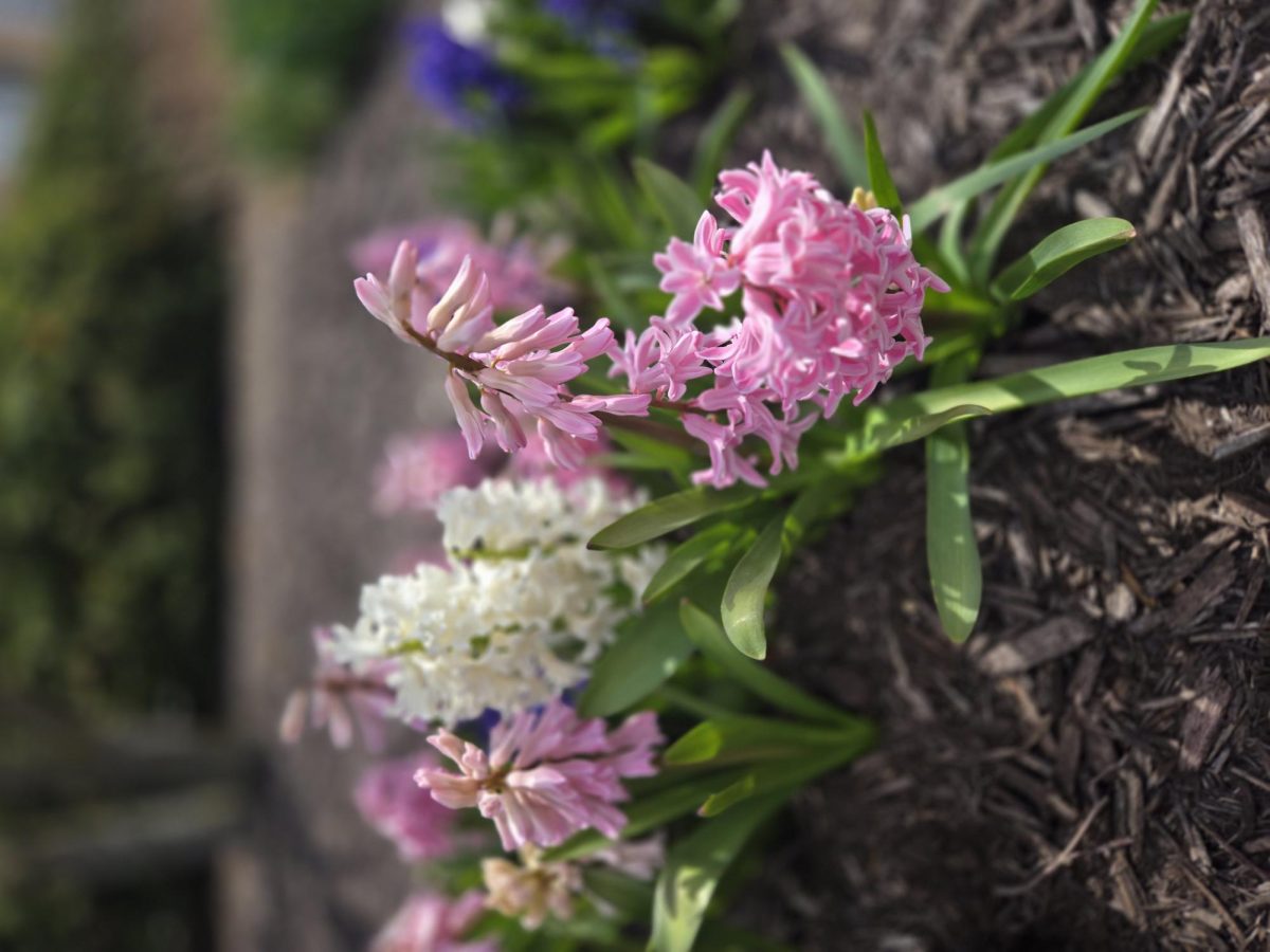 Hyacinth 2