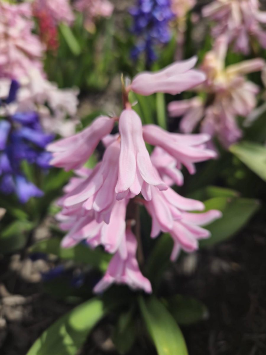 Hyacinth