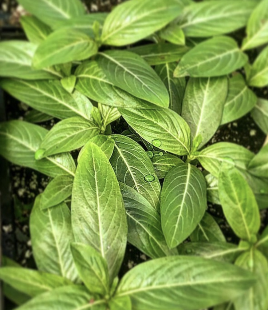 Catharanthus roseus