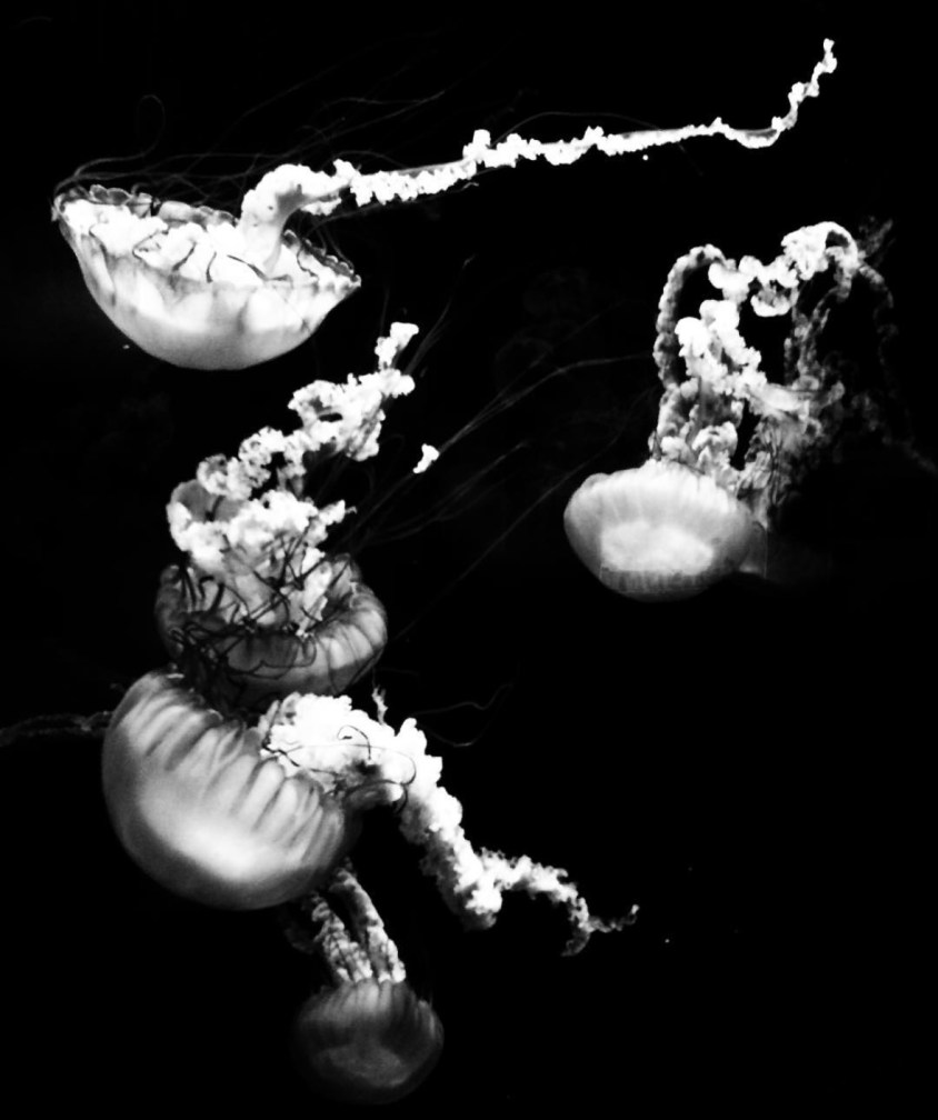 Chrysaora quinquecirrha