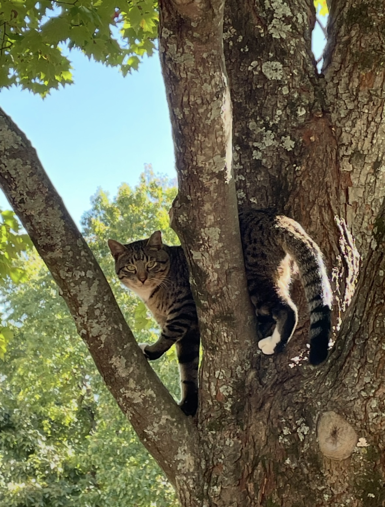 cat photo