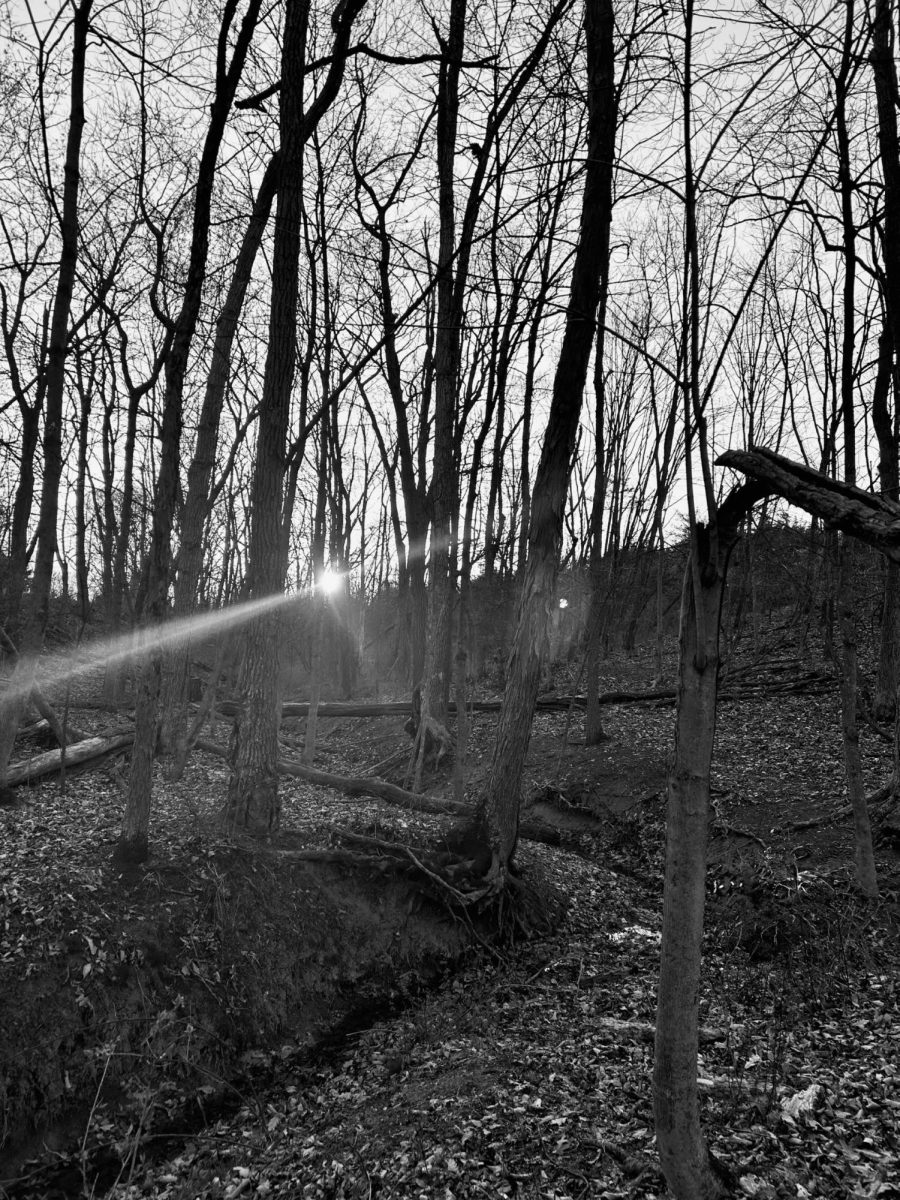these silent woods