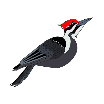 Woodpecker Goes on Car Vandalism Rampage