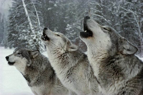 image courtesy of livingwithwolves