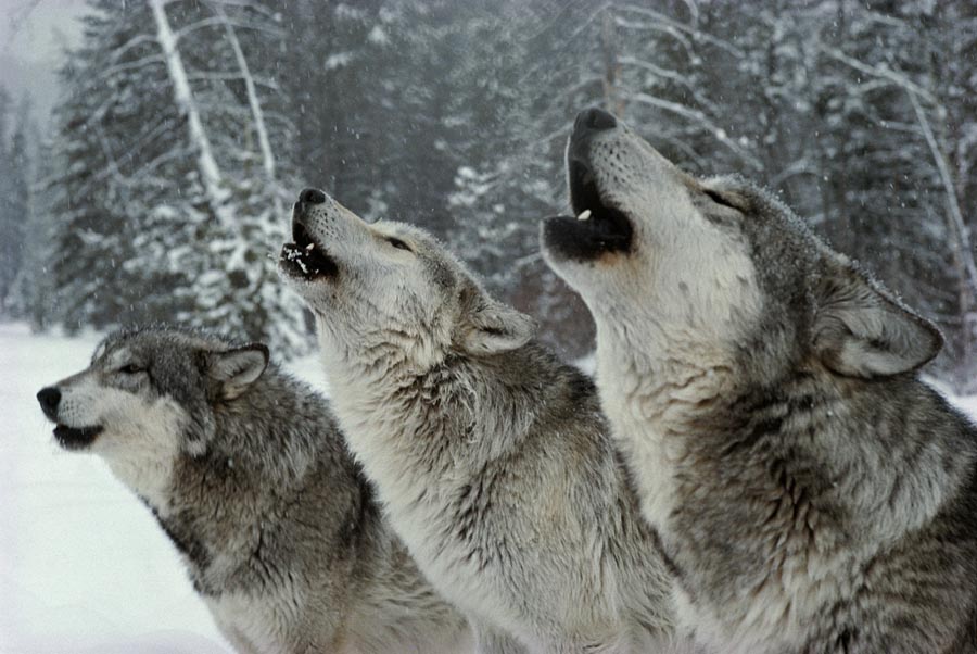 image courtesy of livingwithwolves
